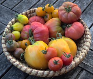 Entdecken Sie unsere Tomatenvielfalt